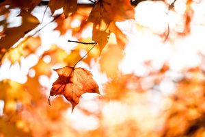 Books: Fall 2012