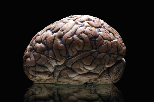 Brain Power