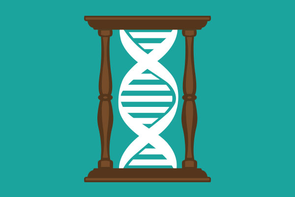 Genetic influence on intelligence increases over time.