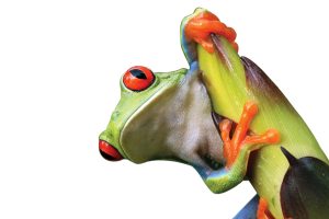 $4.3m NSF Grant Supports Amazon Biodiversity Study