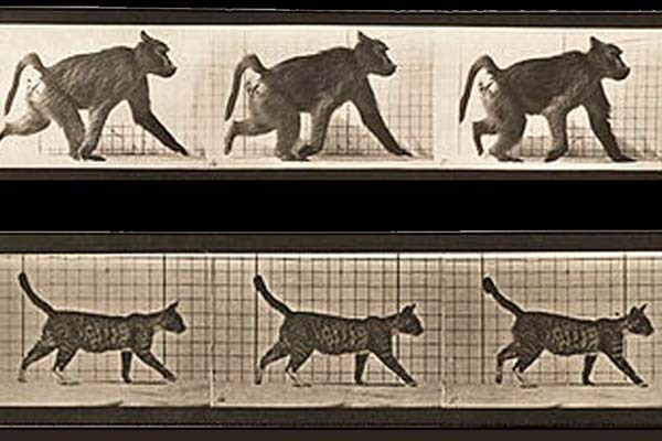 apes and cats