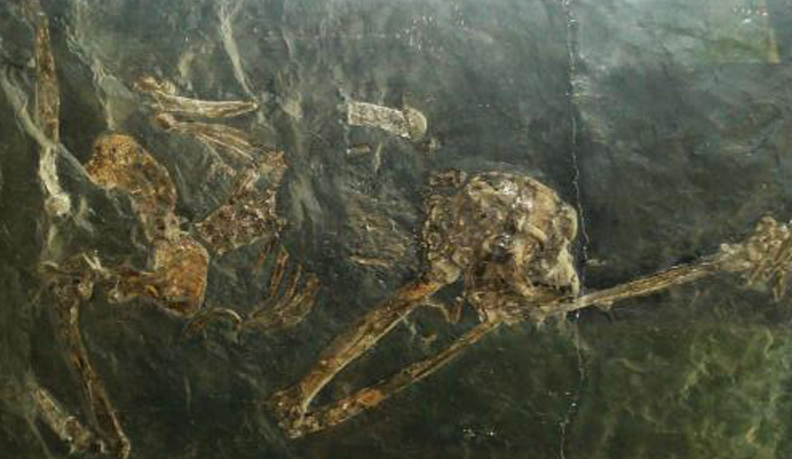 Extinct Ancient Ape Did Not Walk Like a Human, Study Shows
