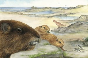 UT Anthropologist Helps Team Unlock Ancient Mammal Mystery