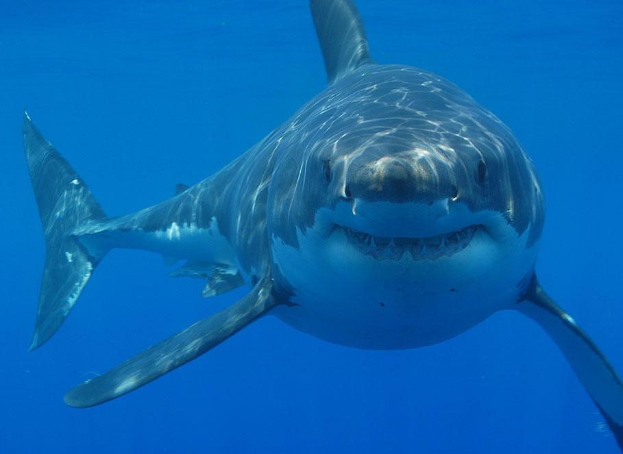 Before Shark Week and ‘Jaws,’ World War II spawned America’s shark obsession