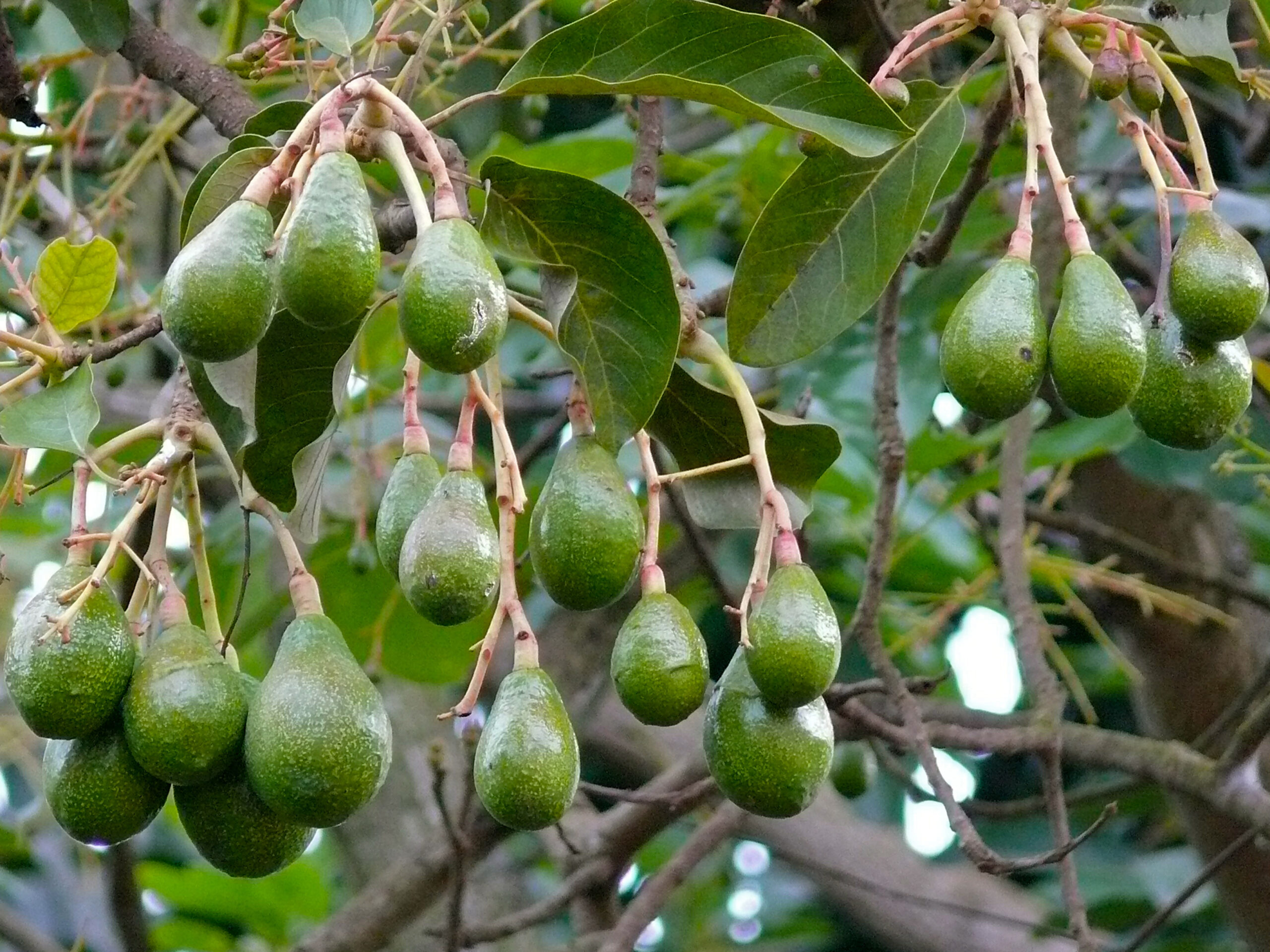 Avocados and Deforestation: A Report