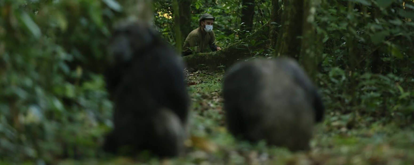Professor Partners with Ugandan University for Primate Conservation