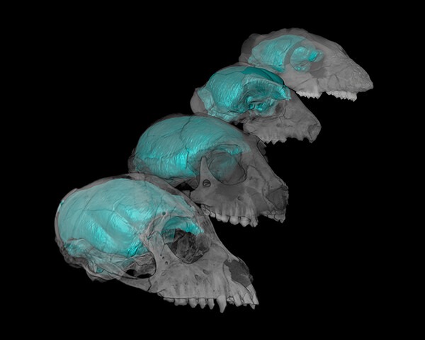 Vision Likely Drove the Evolution of Larger Brains in Humans and Related Primates